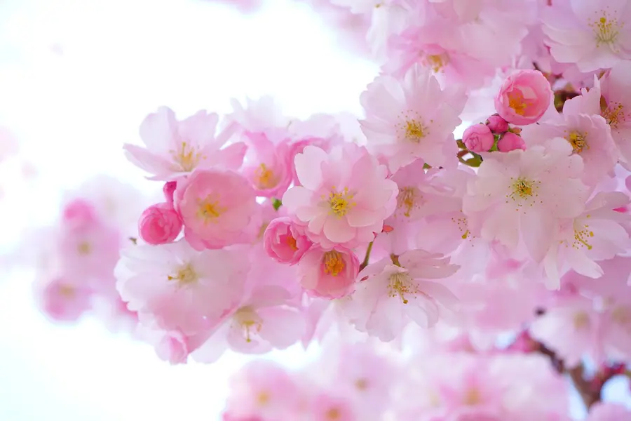 Banner_BlomsterhjørnetNamsos