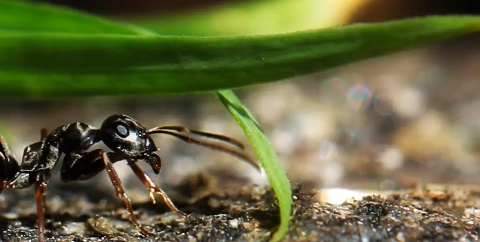 Svart Jordmaur Istock 000031714964Large (1)