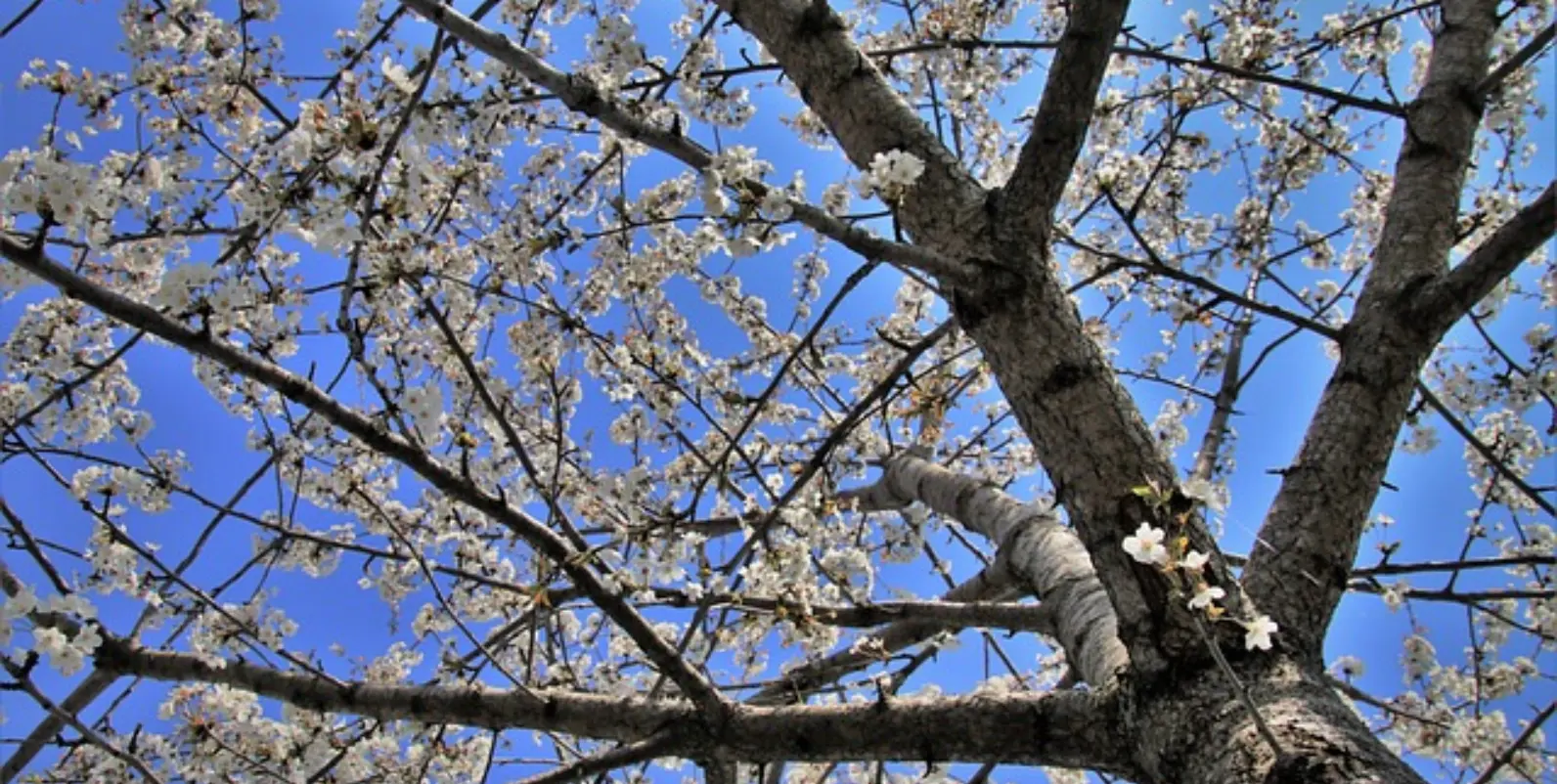 Trær på naboeiendommen