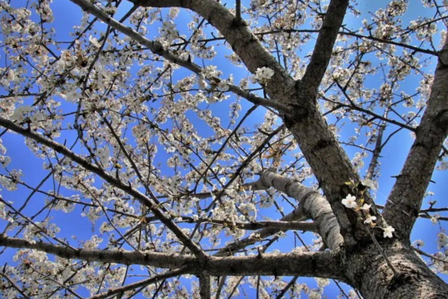 Trær på naboeiendommen